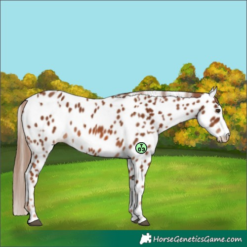 Horse Color:Chestnut Leopard and Chestnut Leopard