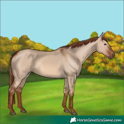 Horse Color:Red Dun 