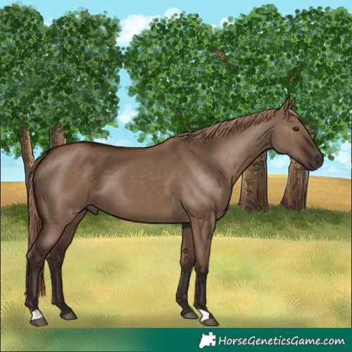 Horse Color:Liver Red Dun 