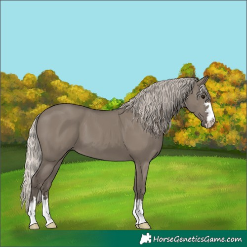 Horse Color:Silver Grullo 
