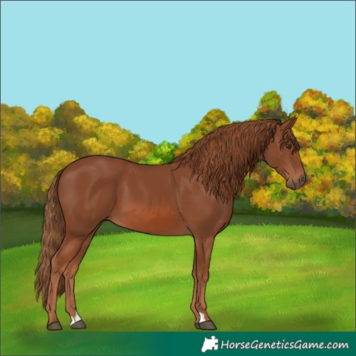 Horse Color:Chestnut 