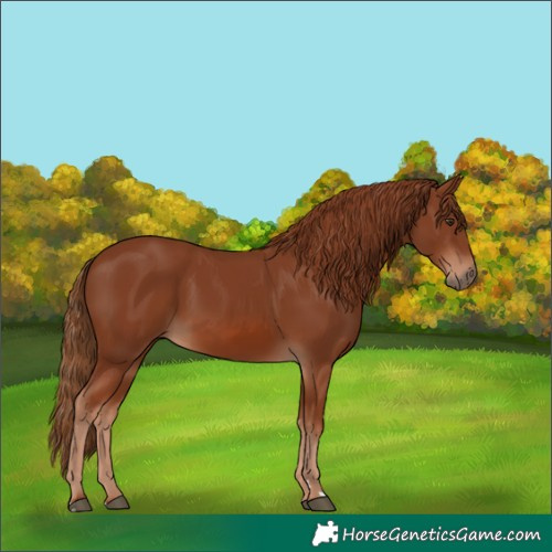 Horse Color:Chestnut 