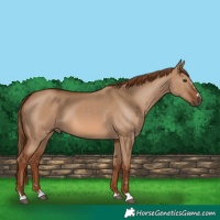 Horse Color:Red Dun 