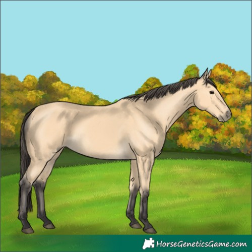 Horse Color:Buckskin