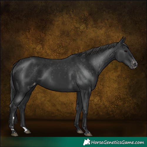 Horse Color:Black Varnish Rabicano