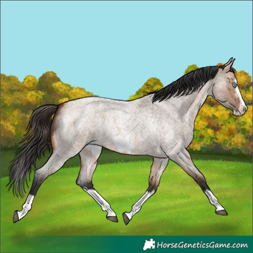 Horse Color:Bay Roan Dun Splash Frame Rabicano 