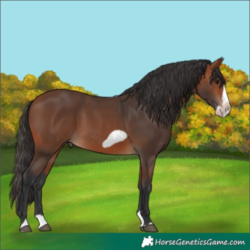 Horse Color:Unknown 