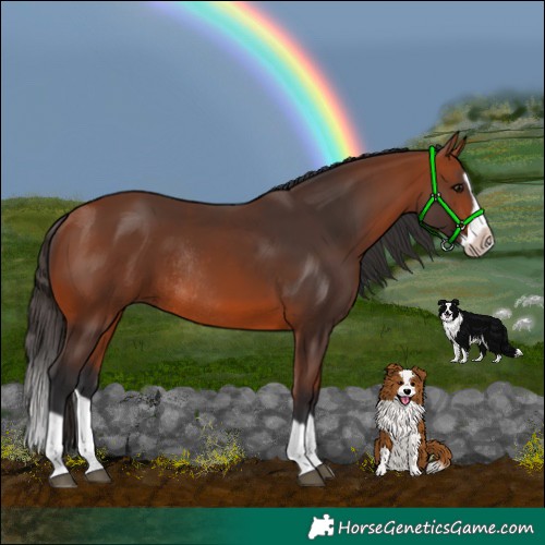 Horse Color:Bay Splash Frame Rabicano 
