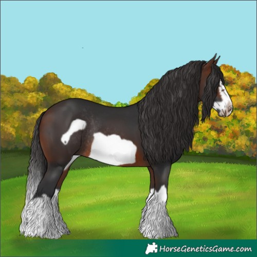 Horse Color:Brown Splash Frame Rabicano 