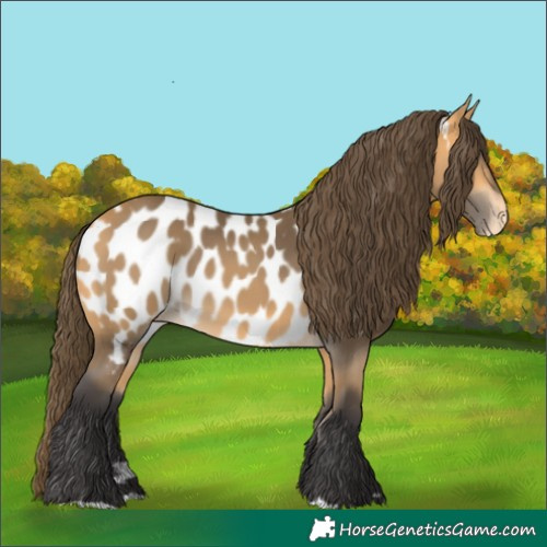 Horse Color:Buckskin Near Leopard 