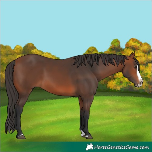 Horse Color:Bay Splash Frame Rabicano