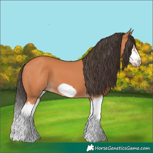 Horse Color:Bay Splash Frame 