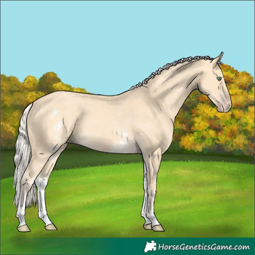 Horse Color:White Spotted Gold Cream Champagne
