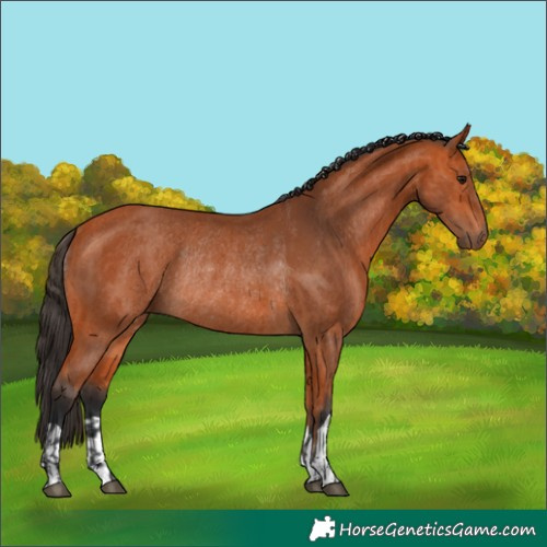 Horse Color:Bay Rabicano and Bay Rabicano