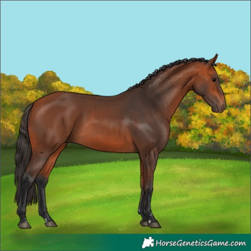 Horse Color:Bay Rabicano  and Bay Rabicano 