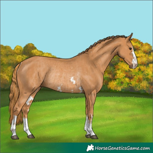 Horse Color:Chestnut Rabicano  and Chestnut Rabicano 