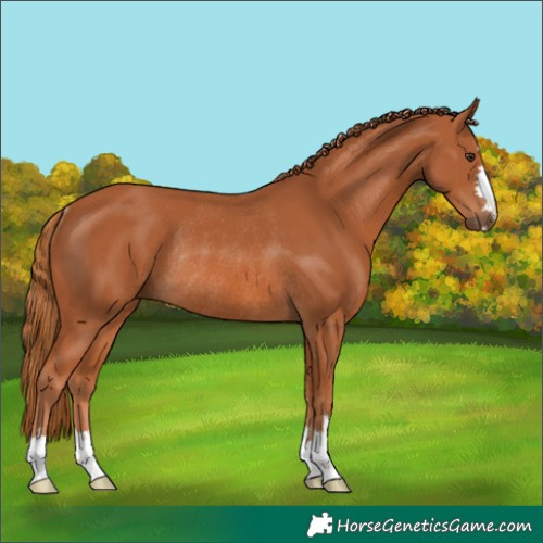 Horse Color:Chestnut Rabicano 