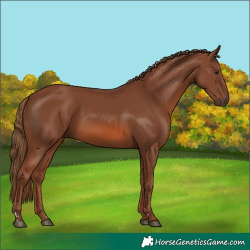 Horse Color:Chestnut Rabicano 