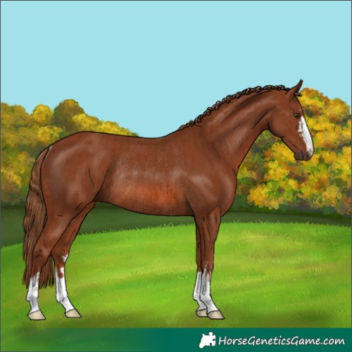 Horse Color:Chestnut Rabicano  and Chestnut Rabicano 