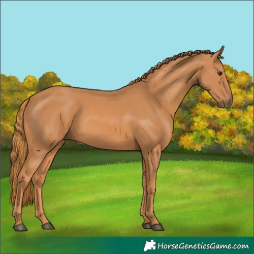 Horse Color:Chestnut Rabicano 