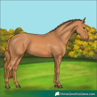 Horse Color:Chestnut Rabicano