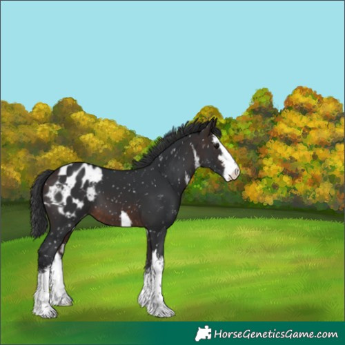Horse Color:White Spotted Brown Appaloosa