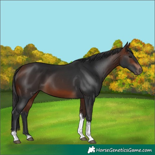 Horse Color:Bay Tobiano