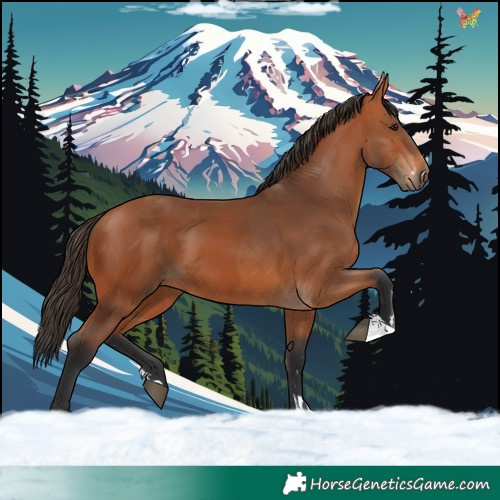Horse Color:Bay  and Bay 