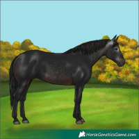 Horse Color:Gray White Spotted Brown 