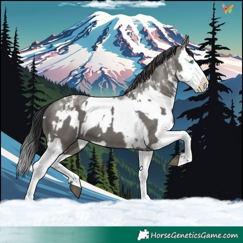 Horse Color:Grullo Sabino Splash  and Grullo Sabino Splash 