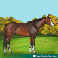 Horse Color:Bay and Bay