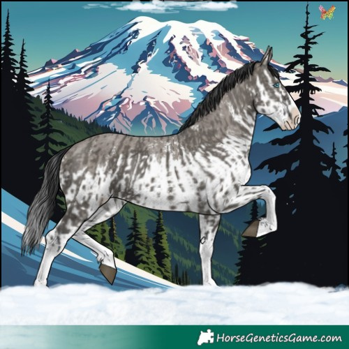 Horse Color:Grullo Sabino Splash and Grullo Sabino Splash Rabicano