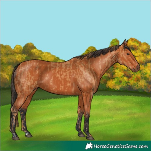 Horse Color:Chestnut and Bay