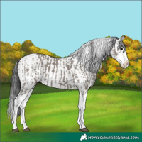 Horse Color:Grullo Sabino Splash and Grullo Sabino Splash