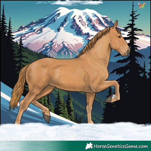 Horse Color:Chestnut  and Chestnut 