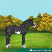 Horse Color:Black Frame Snowflake Varnish Rabicano