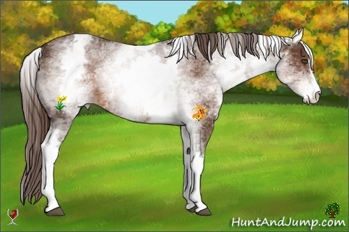 Horse Color:White Spotted Liver Chestnut Sabino