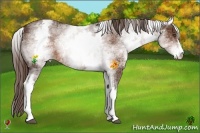 Horse Color:White Spotted Liver Chestnut Sabino 