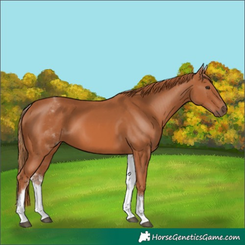 Horse Color:White Spotted Chestnut 
