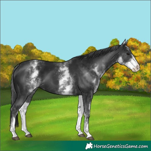 Horse Color:White Spotted Black 