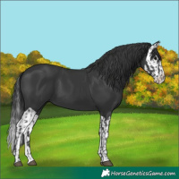 Horse Color:Black and Black Splash