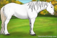 Horse Color:Chestnut Splash Appaloosa 