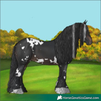 Horse Color:White Spotted Brown 