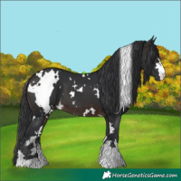 Horse Color:White Spotted Brown 
