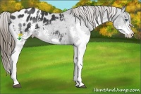 Horse Color:White Spotted Black Splash Appaloosa 