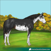 Horse Color:Gray White Spotted Liver Chestnut 