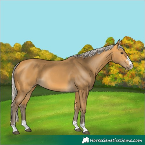 Horse Color:Silver Buckskin