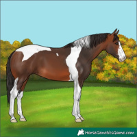 Horse Color:White Spotted Bay Tobiano 