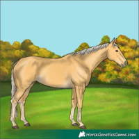 Horse Color:Palomino 