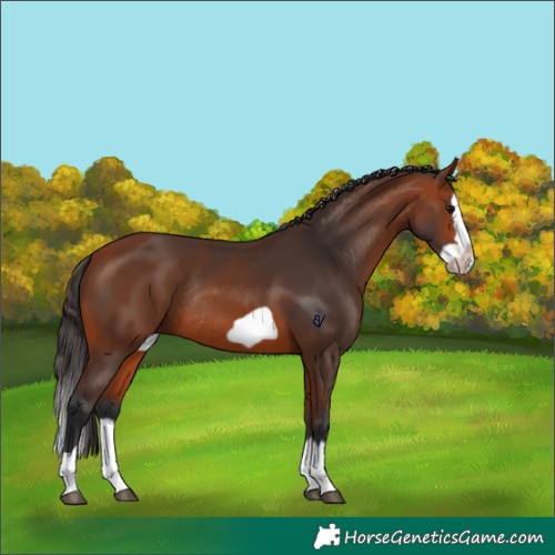 Horse Color:Bay Splash Frame Rabicano